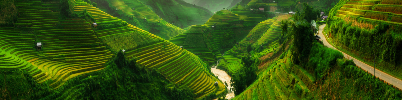 vibrant green terraced rice field with a river snaking through it in Vietnam